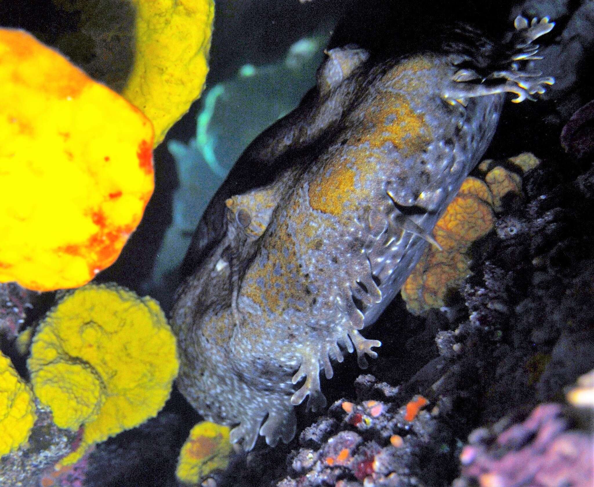 Image of Banded Wobbegong