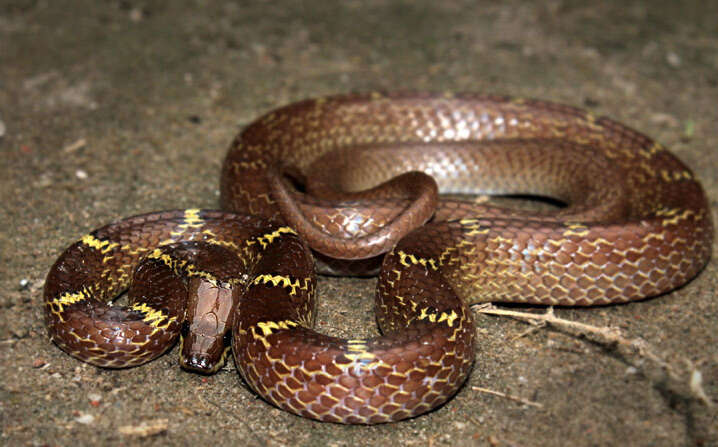 Image of Common Wolf Snake