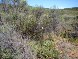 Image of Moraea radians (Goldblatt) Goldblatt