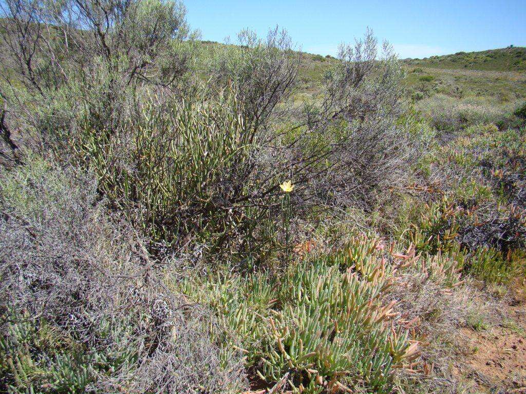 Image of Moraea radians (Goldblatt) Goldblatt