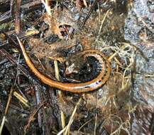 Image of Larch Mountain salamander