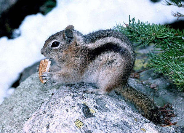 Image of Callospermophilus Merriam 1897