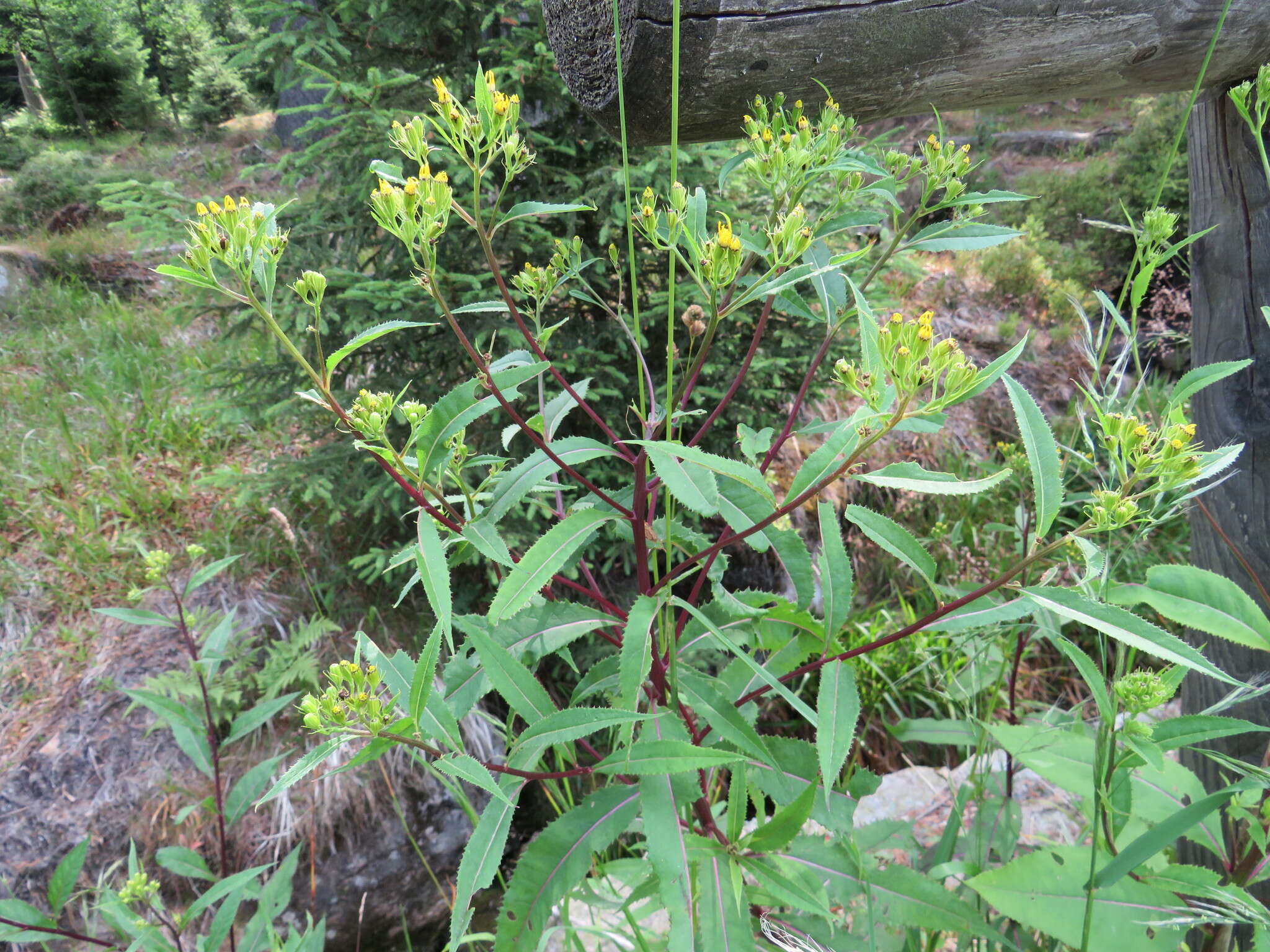 Image of wood ragwort