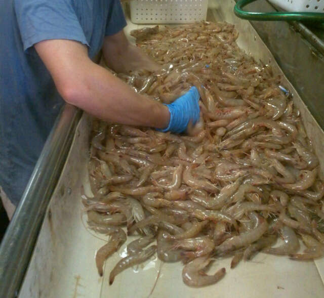 Image of Brown shrimp