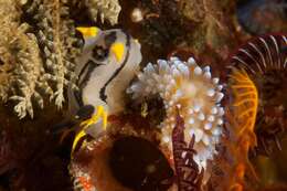 Image of Crowned nudibranch