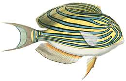 Imagem de Acanthurus lineatus (Linnaeus 1758)