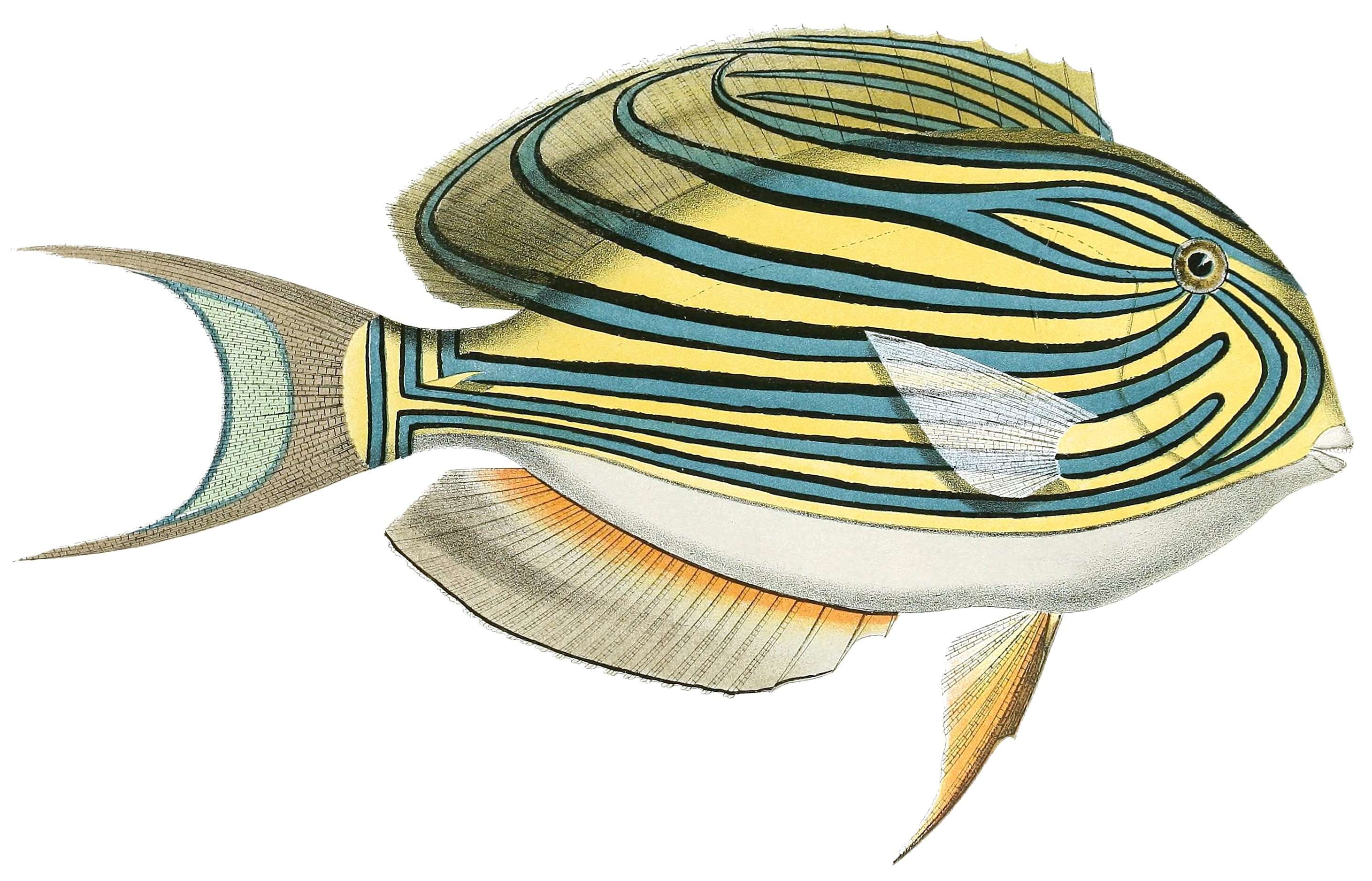 Imagem de Acanthurus lineatus (Linnaeus 1758)