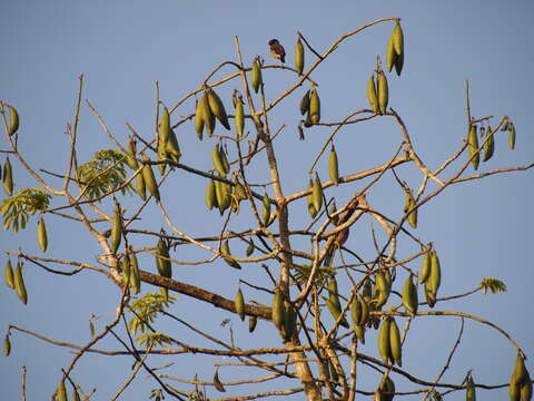 Image of kapoktree