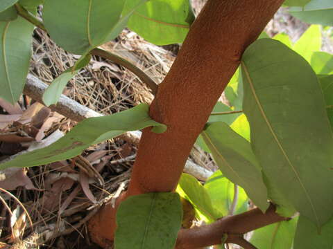 Слика од Eucalyptus pilularis Sm.