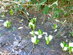 Image of Lysichiton camtschatcensis (L.) Schott