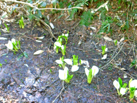 Image of Lysichiton camtschatcensis (L.) Schott