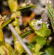 Image of Fernandezia crystallina (Lindl.) M. W. Chase