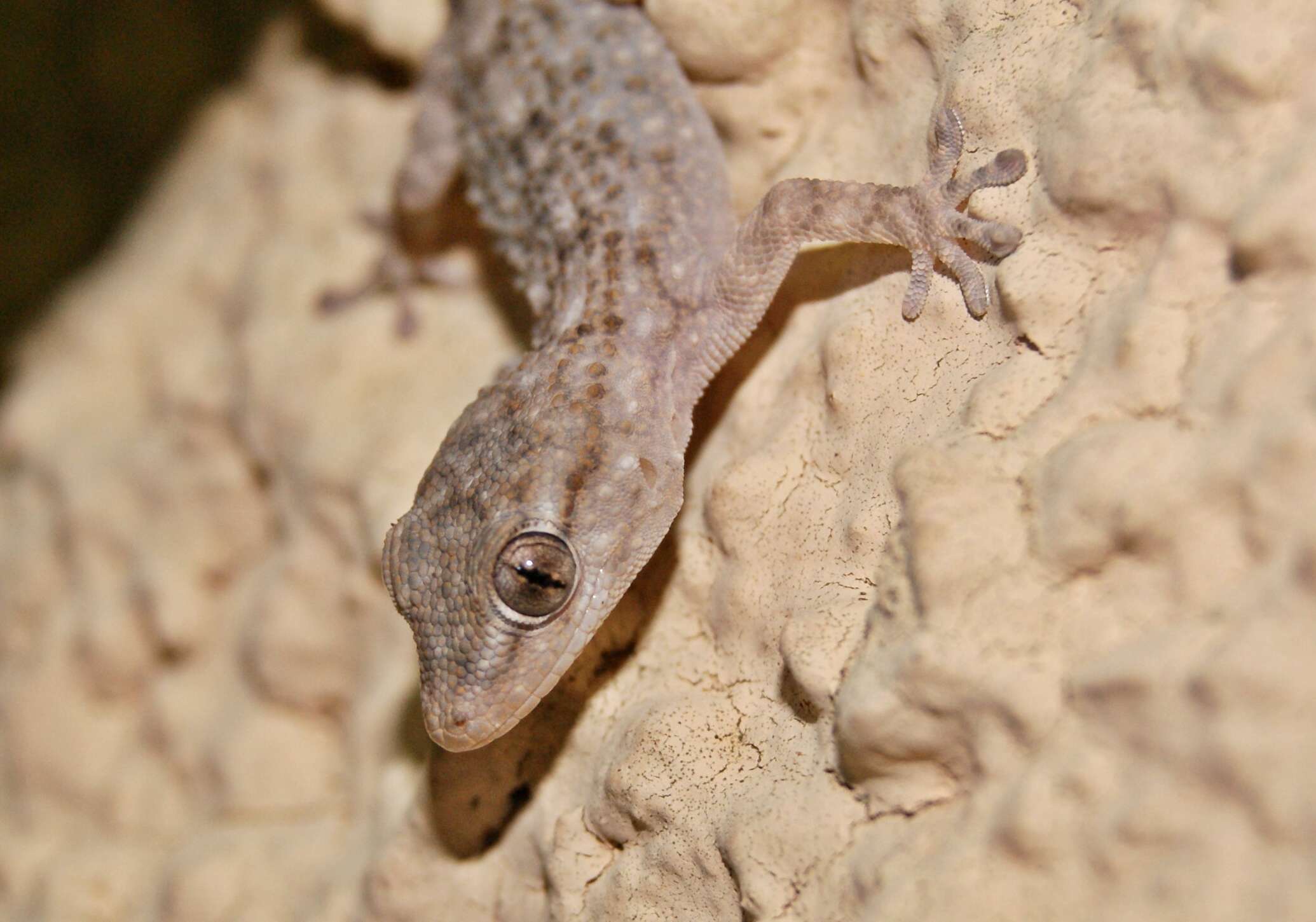 Image of Common Wall Gecko