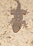 Image of Common Wall Gecko