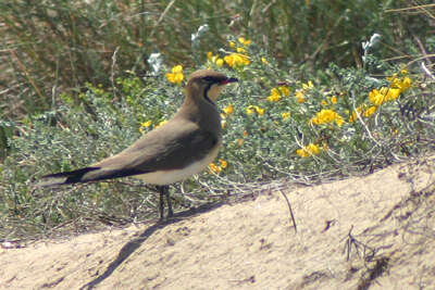 Image of Collared Pratincole