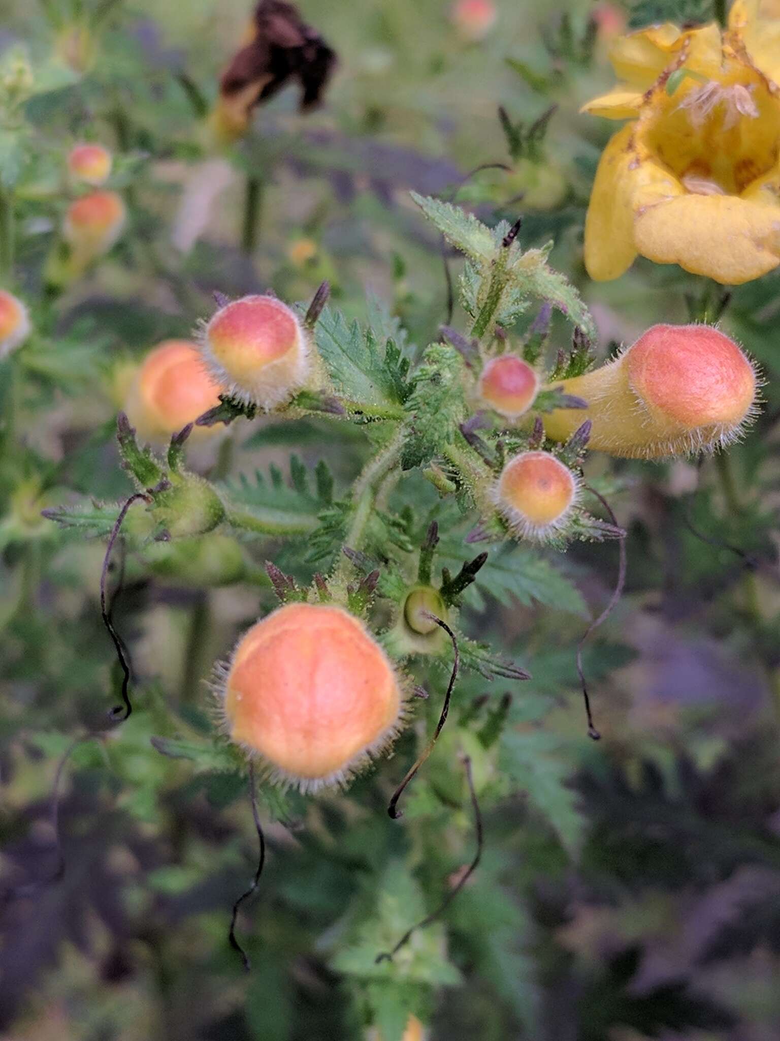 Aureolaria pedicularia (L.) Raf. ex Pennell resmi