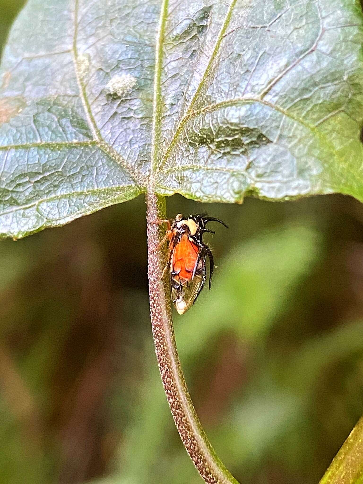 Imagem de Cyphonia trifida Fabricius