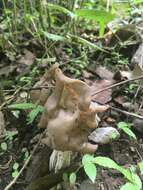 Image of Helvella maculata N. S. Weber 1975