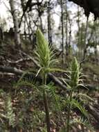 Image of Giant Lousewort