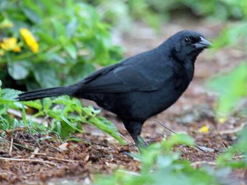 Image of Shiny Cowbird