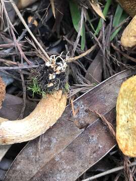 Image of Suillus decipiens (Peck) Kuntze 1898