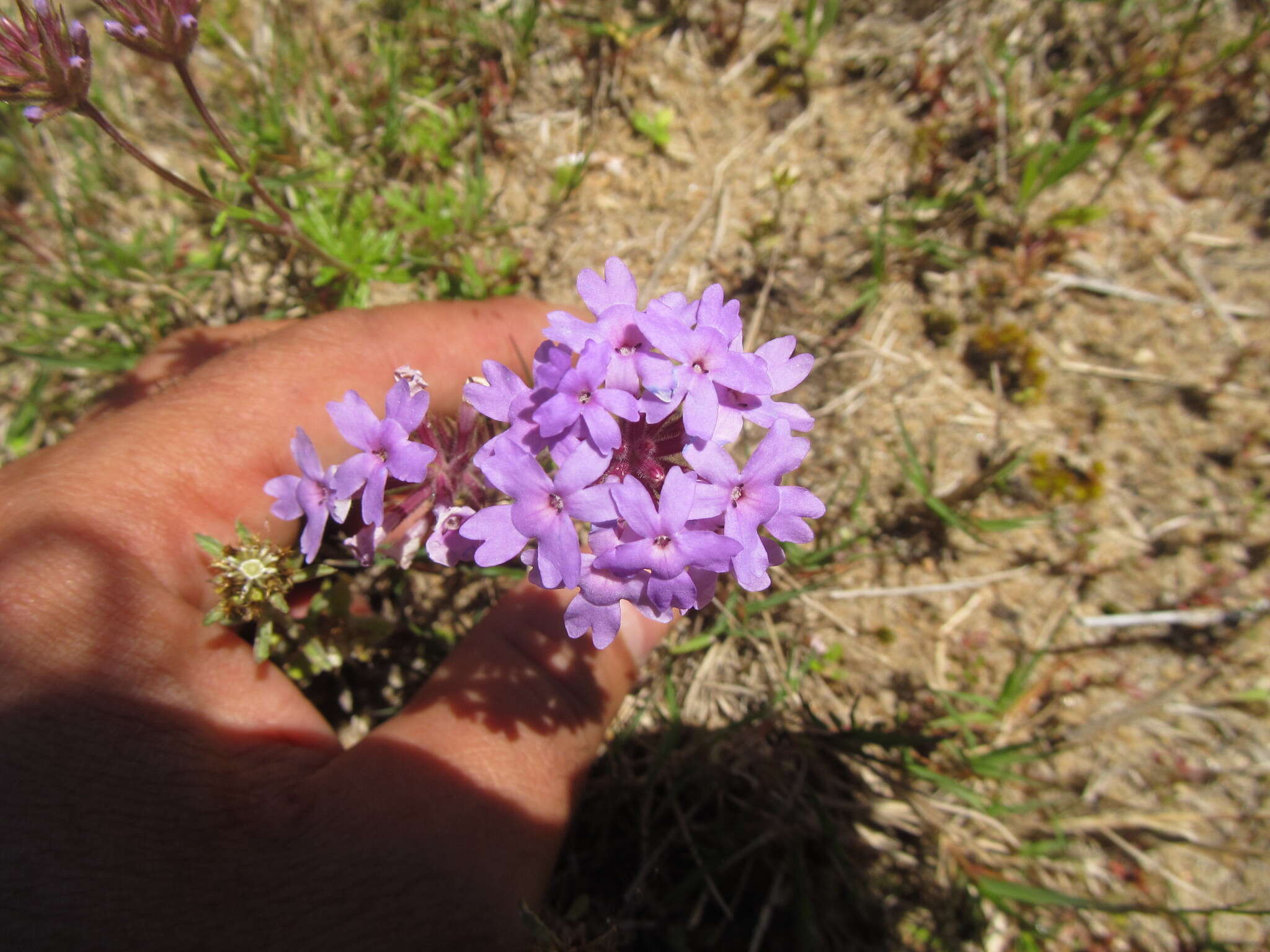 Image de Glandularia selloi (Spreng.) Tronc.