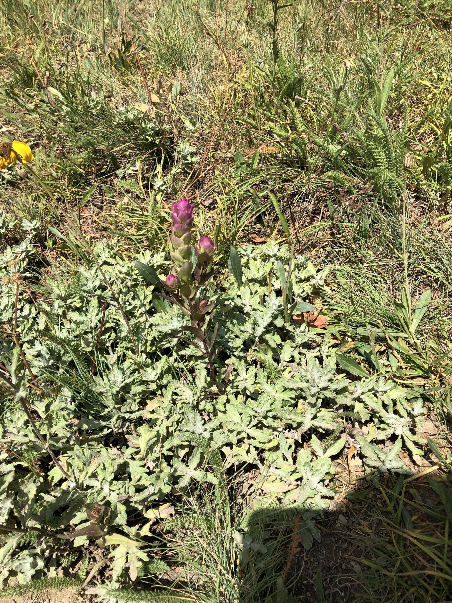 Image of mountain owl's-clover