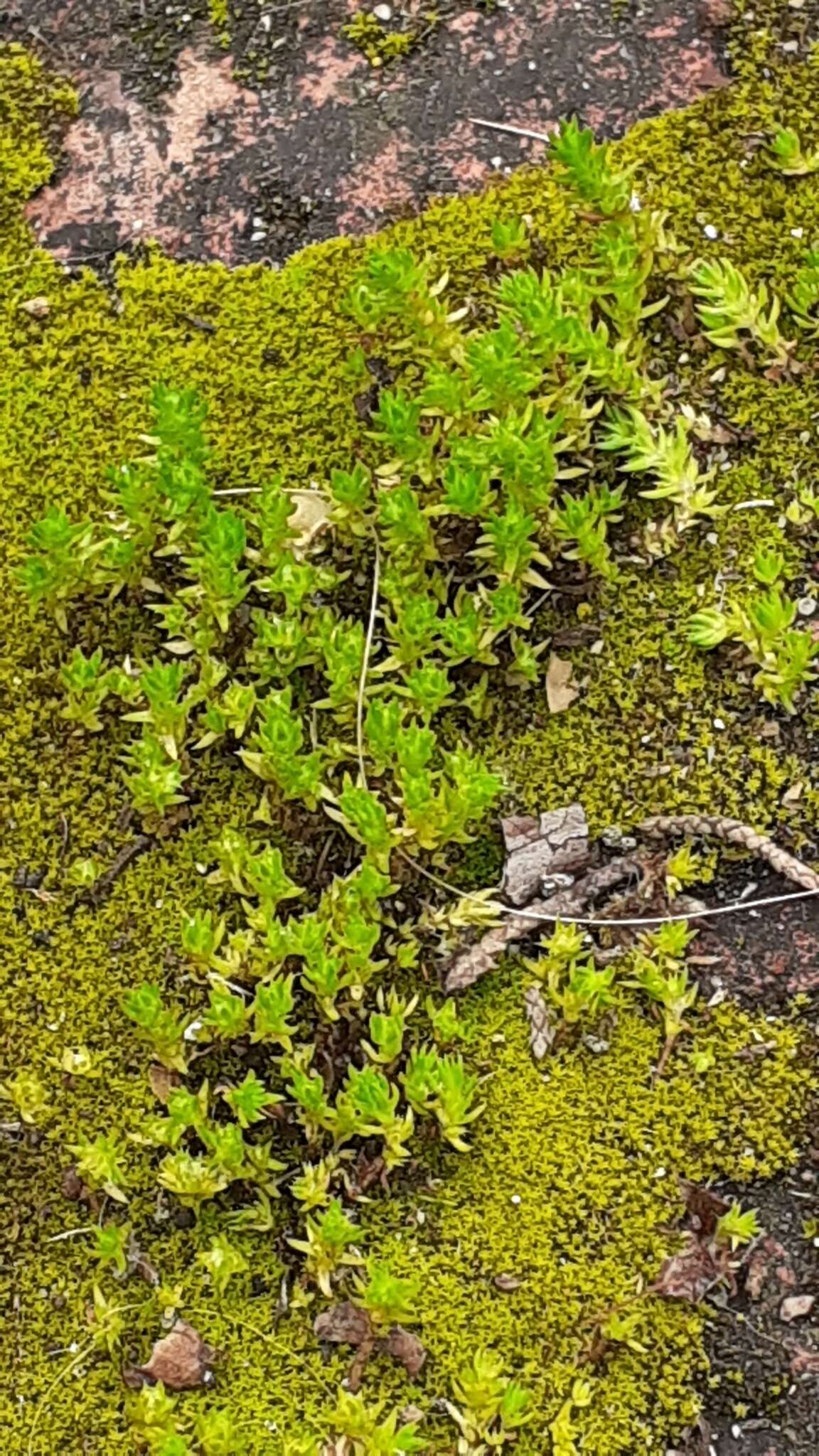 Image of Crassula campestris (Eckl. & Zeyh.) Endl. ex Walp.