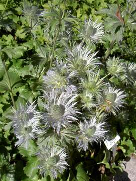 Eryngium alpinum L. resmi