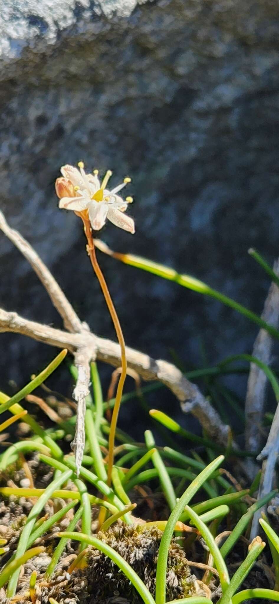 Image of Drimia virens (Schltr.) J. C. Manning & Goldblatt