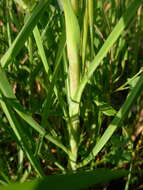 Image de Tragopogon porrifolius subsp. eriospermus (Ten.) Greuter