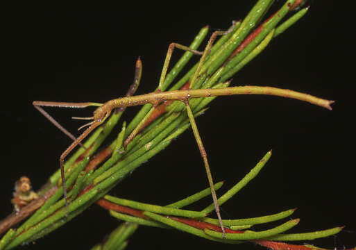 Image of Anchiale austrotessulata Brock & Hasenpusch 2007