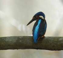 Alcedo meninting Horsfield 1821 resmi