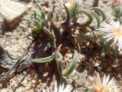 Image of Mesembryanthemum grossum (Soland.)