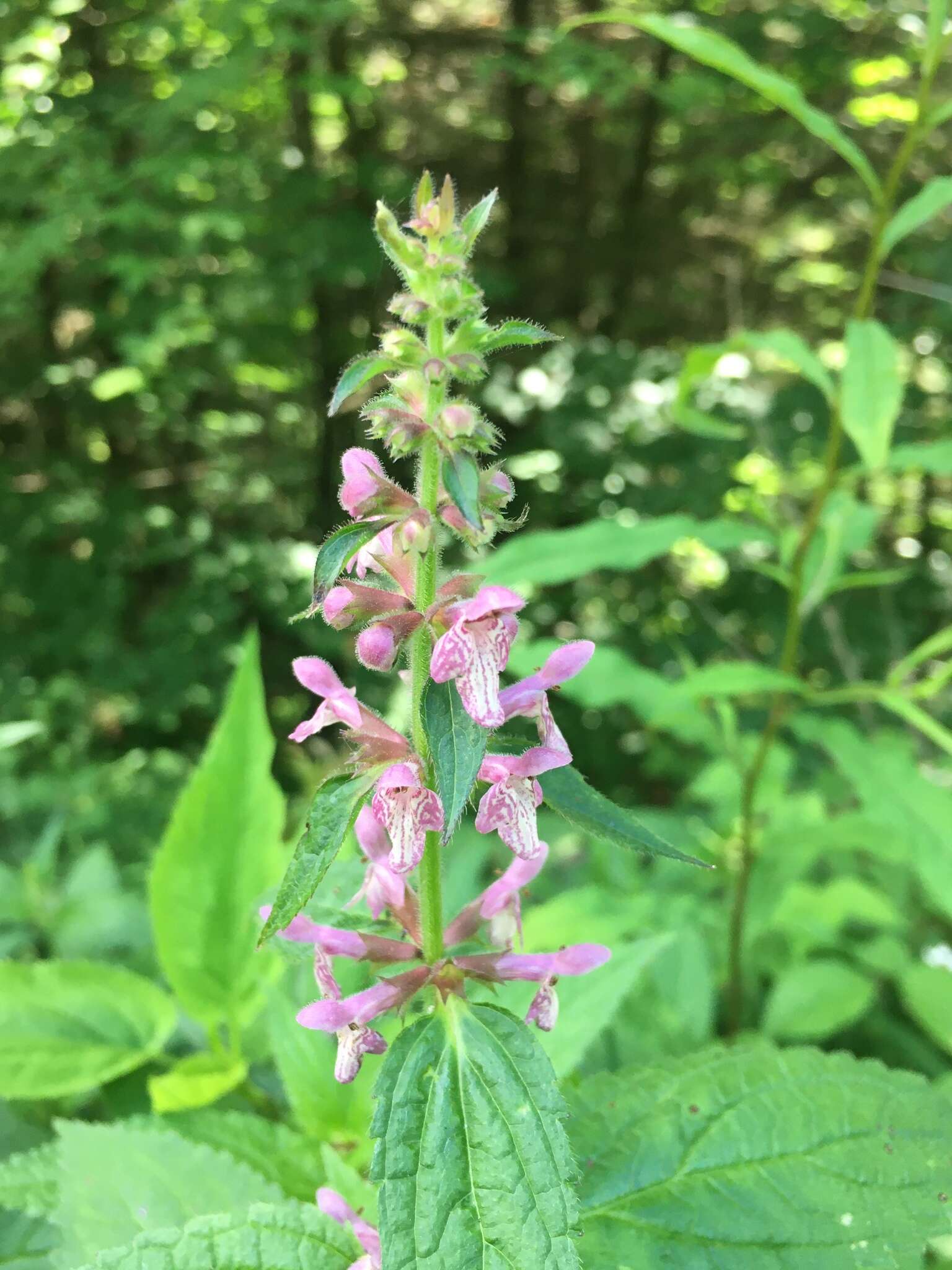 Stachys latidens Small resmi