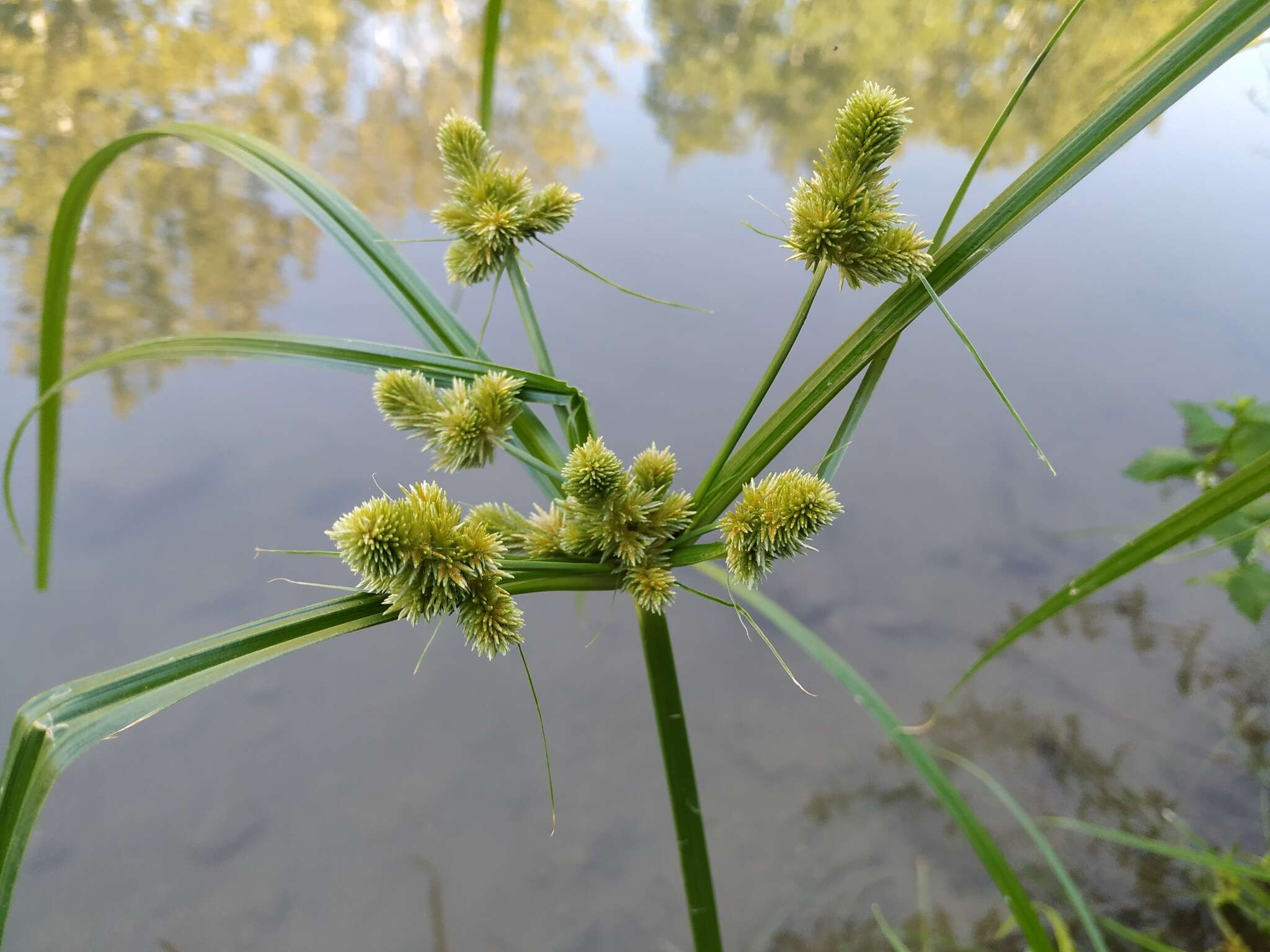 Image of Cyperus glomeratus L.