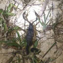 Image of Florida Bark Scorpion