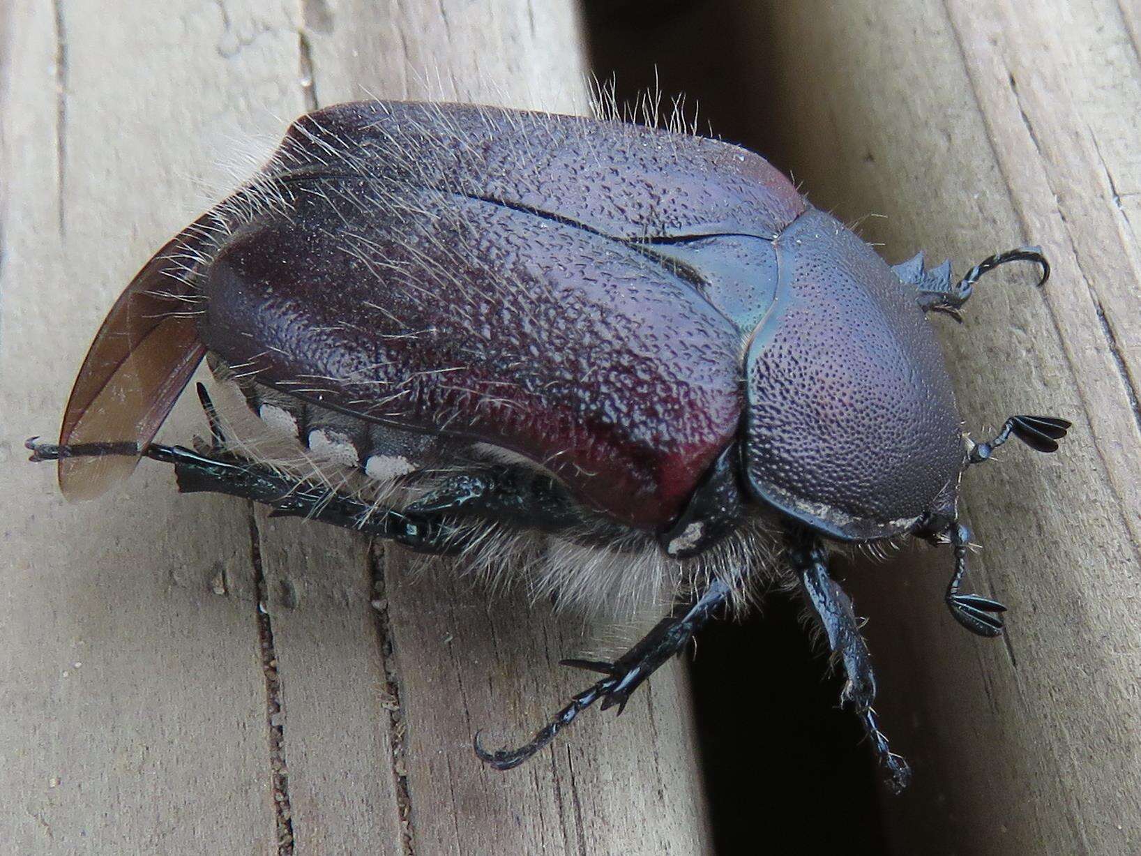 Image of <i>Odontorrhina <i>pubescens</i></i> pubescens