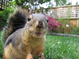 Image of Douglas's Squirrel