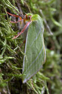 Image of Pseudoips prasinana