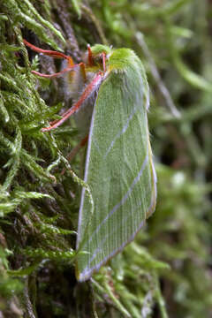 Plancia ëd Pseudoips prasinana