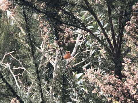 Image of Erithacus rubecula superbus Koenig & AF 1889