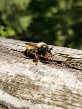 صورة Laphria flava (Linnaeus 1761)