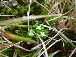 Image of Galium antarcticum Hook. fil.