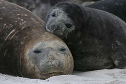 Image of South Atlantic Elephant-seal