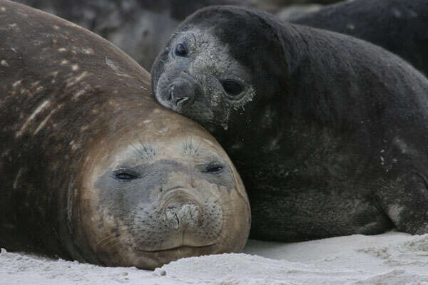 Image of South Atlantic Elephant-seal