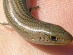 Plancia ëd Chalcides striatus (Cuvier 1829)