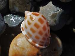 Image of checkered bonnet