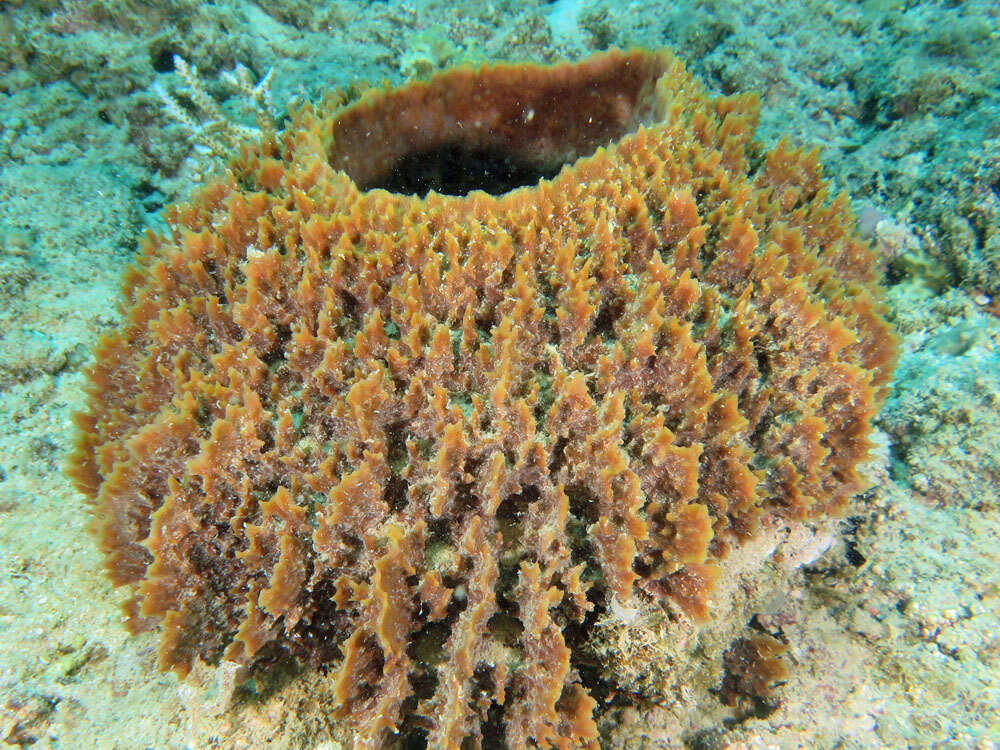 Image of Barrel sponge