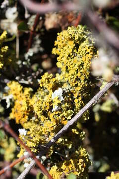 Image of orange wall lichen